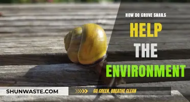 Grove Snails: Unsung Heroes in Ecosystem Balance and Soil Health