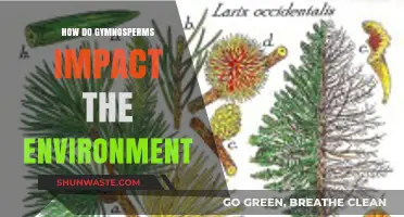 Gymnosperms' Environmental Impact: Shaping Ecosystems and Climate Dynamics