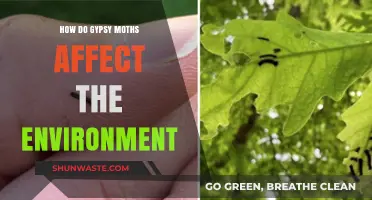 Gypsy Moths' Environmental Impact: Defoliation, Ecosystem Disruption, and Biodiversity Loss