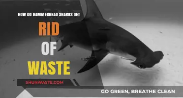 Hammerhead Sharks' Unique Waste Elimination Methods Explained