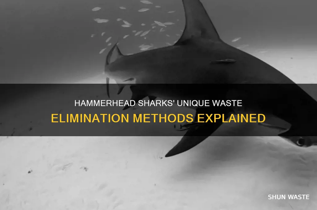 how do hammerhead sharks get rid of waste