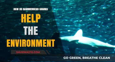 Hammerhead Sharks: Vital Guardians of Marine Ecosystems and Biodiversity