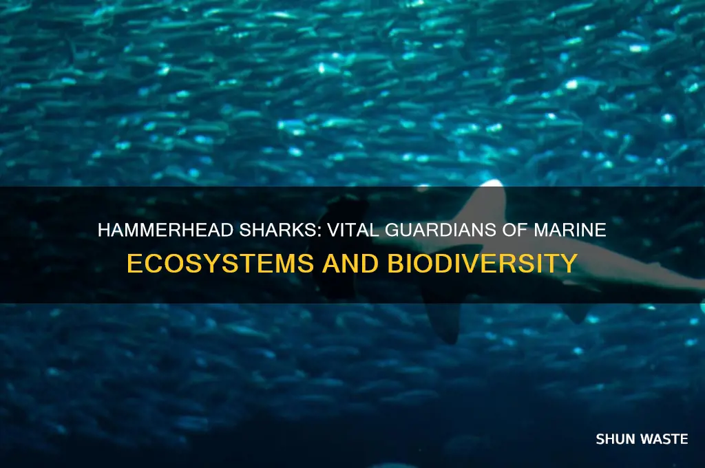 how do hammerhead sharks help the environment
