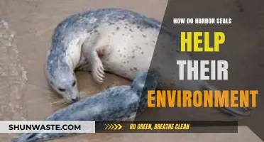 Harbor Seals: Vital Guardians of Coastal Ecosystems and Marine Health
