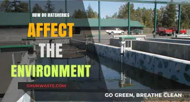 Hatcheries' Environmental Impact: Balancing Conservation and Ecological Consequences