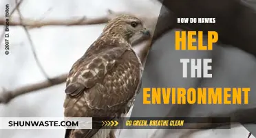 Hawks: Nature's Eco-Guardians and Their Vital Environmental Role
