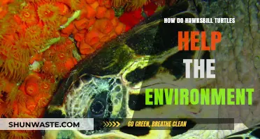 Hawksbill Turtles: Vital Guardians of Coral Reefs and Marine Ecosystems