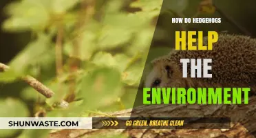 Hedgehogs' Eco-Friendly Role: Boosting Biodiversity and Garden Health Naturally