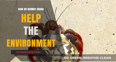 Hermit Crabs: Unsung Eco-Heroes and Their Environmental Impact