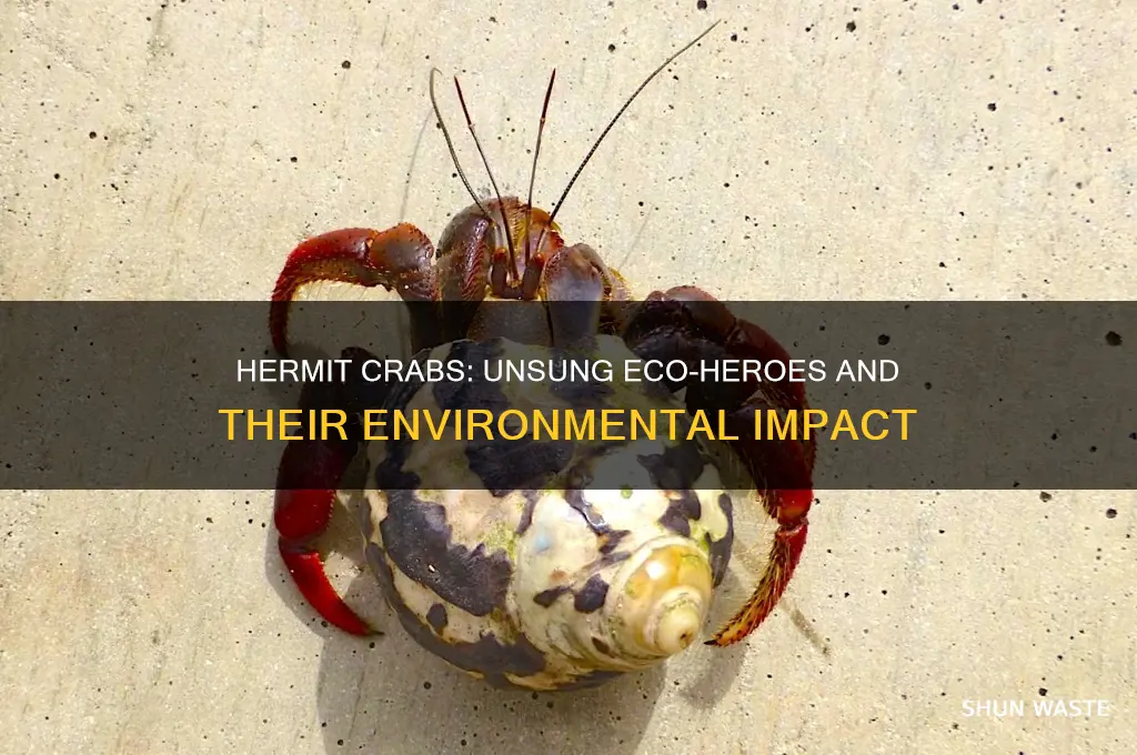 how do hermit crabs help the environment