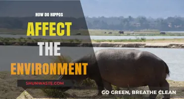 Hippos' Environmental Impact: Shaping Ecosystems and Waterways in Africa
