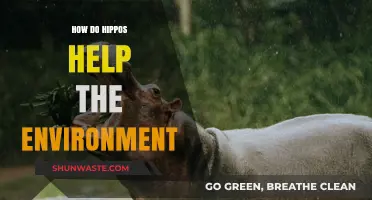 Hippos' Surprising Role in Shaping and Sustaining Ecosystems