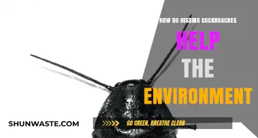 Hissing Cockroaches: Unsung Heroes in Ecosystem Balance and Soil Health