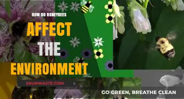 Honeybees' Vital Role in Pollination and Ecosystem Health Explained