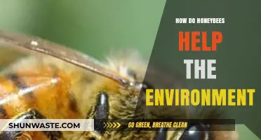Honeybees' Vital Role in Pollination and Environmental Sustainability