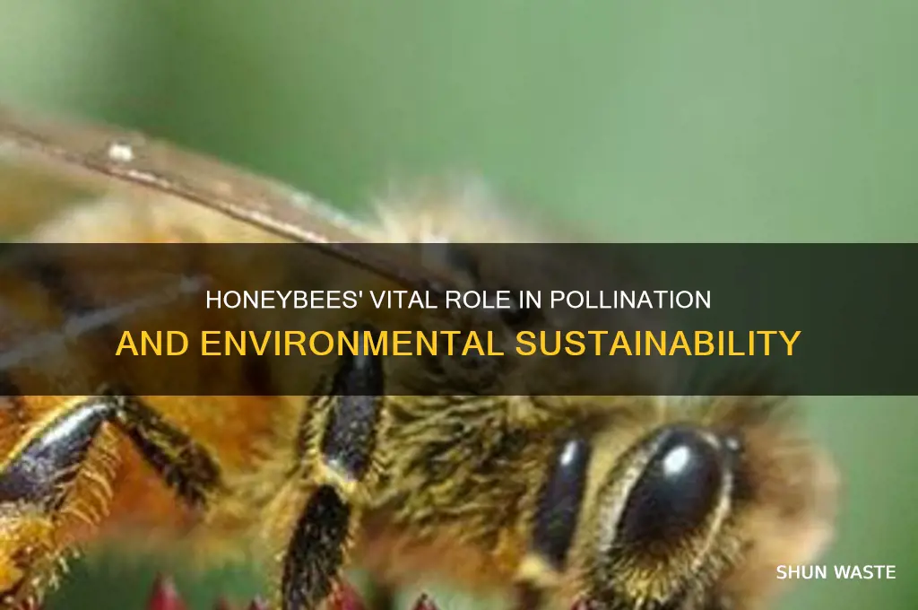 how do honeybees help the environment