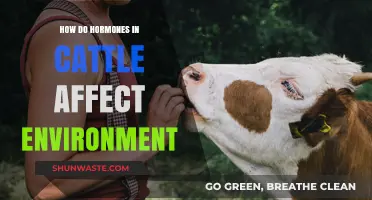 Hormones in Cattle: Environmental Impacts and Sustainable Farming Solutions