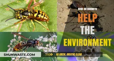 Hornets' Vital Role in Pollination, Pest Control, and Ecosystem Balance