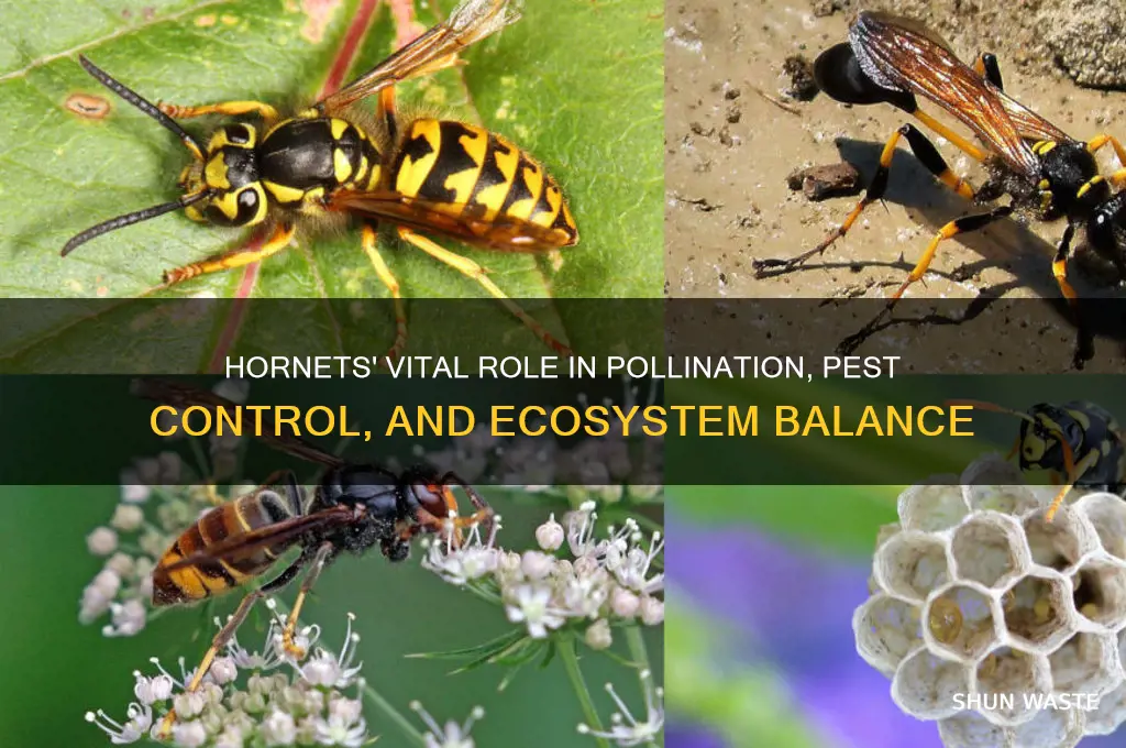 how do hornets help the environment
