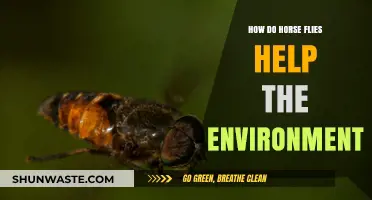 Horse Flies' Surprising Role in Ecosystem Health and Balance