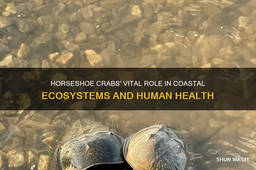 how do horsehoe crabs affect the environment