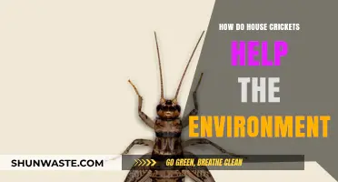 House Crickets: Unsung Eco-Heroes and Their Environmental Benefits