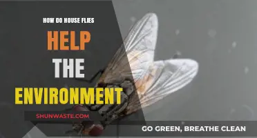 House Flies' Surprising Role in Supporting Ecosystems and Recycling Nutrients