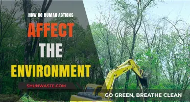 Human Impact on Nature: Actions, Consequences, and Sustainable Solutions