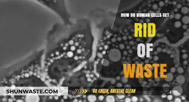 Cellular Waste Disposal: How Human Cells Eliminate Toxins and Byproducts