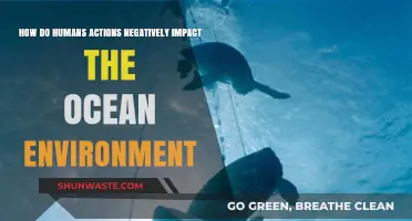 Human Actions Harming Oceans: Pollution, Overfishing, and Climate Change