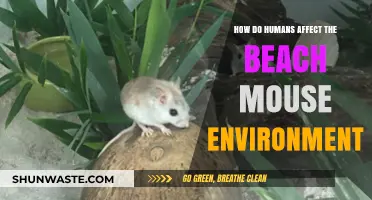 Human Impact on Beach Mouse Habitats: Threats and Conservation Efforts
