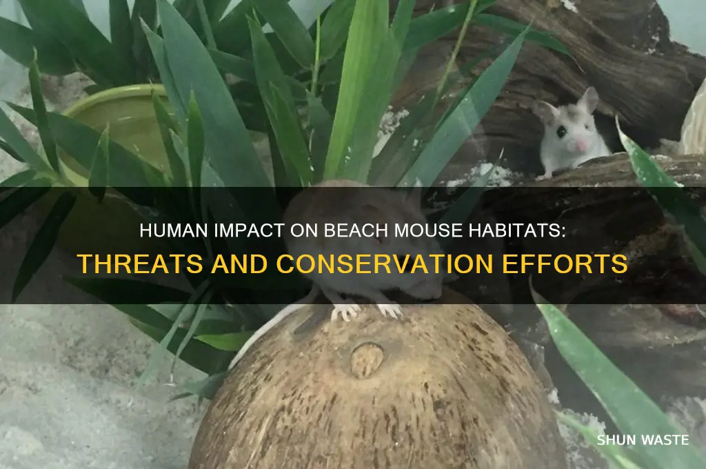 how do humans affect the beach mouse environment