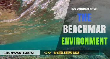 Human Impact on Coastal Ecosystems: Threats and Conservation Efforts