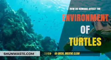Human Impact on Turtle Habitats: Threats and Conservation Efforts