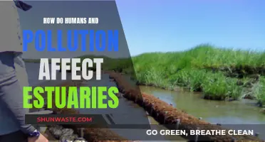 Human Impact: Estuaries and Pollution