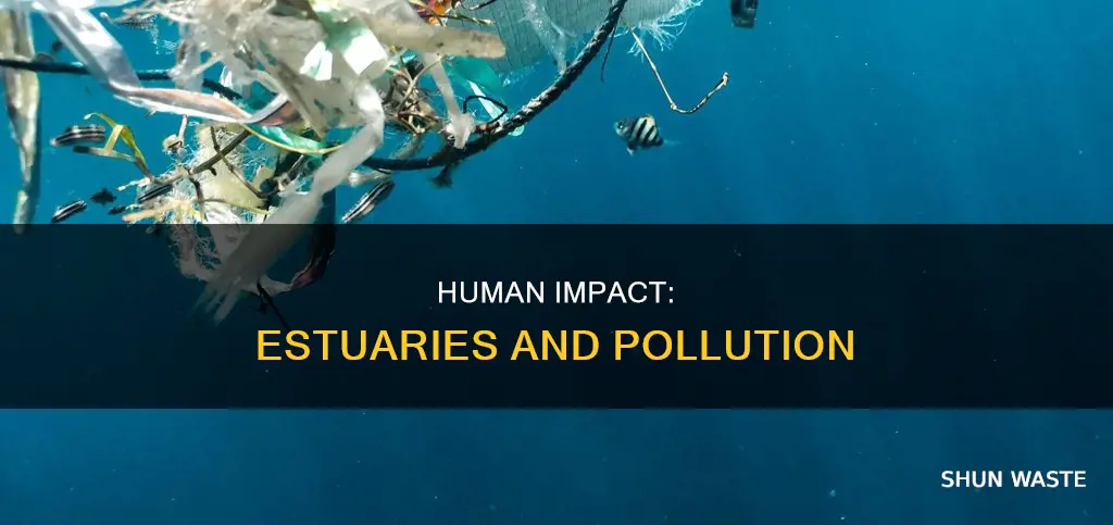 how do humans and pollution affect estuaries