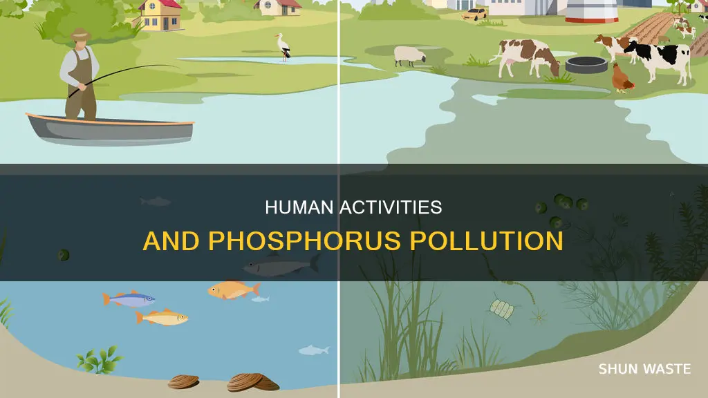 how do humans contribute to phosphorus pollution