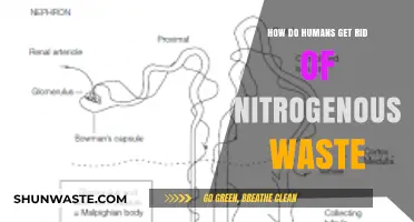 Eliminating Nitrogenous Waste: Human Body's Efficient Detox Process Explained