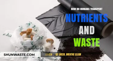 Human Body's Nutrient Transport and Waste Removal Systems Explained