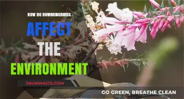 Hummingbirds' Vital Role in Pollination and Ecosystem Health Explained