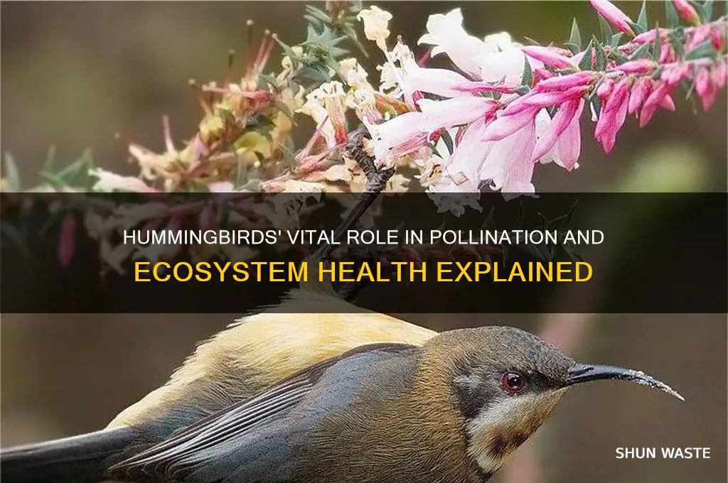 how do hummingbirds affect the environment