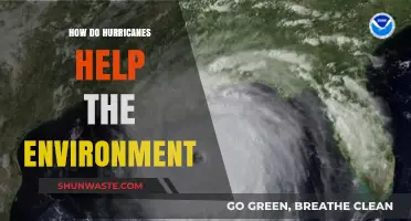 Hurricanes' Surprising Role in Restoring and Balancing Ecosystems