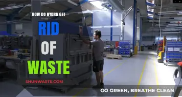 Hydra Waste Disposal: Unveiling the Tiny Creature's Efficient Detox System