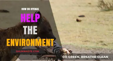 Hyenas: Unsung Heroes in Maintaining Ecosystem Balance and Health