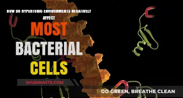 Hypertonic Stress: Unraveling the Harmful Impact on Bacterial Cells