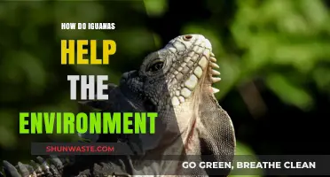 Iguanas' Vital Role in Ecosystem Balance and Environmental Health