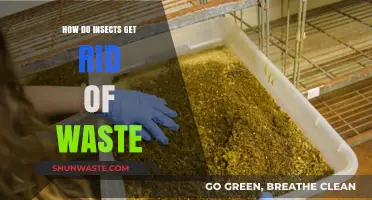 Insect Waste Disposal: Unveiling Nature's Tiny Sanitation Secrets