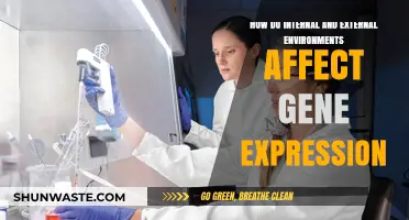 Environmental Influences: How Internal and External Factors Shape Gene Expression