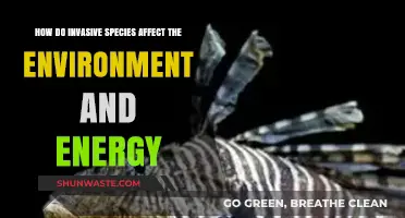 Invasive Species: Environmental Impact and Energy Disruption Explained