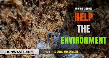 Isopods: Unsung Heroes in Soil Health and Ecosystem Balance
